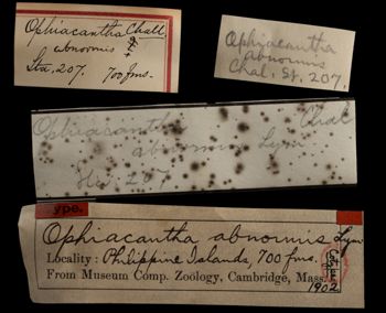 Media type: image;   Invertebrate Zoology OPH-1902 Aspect: labels